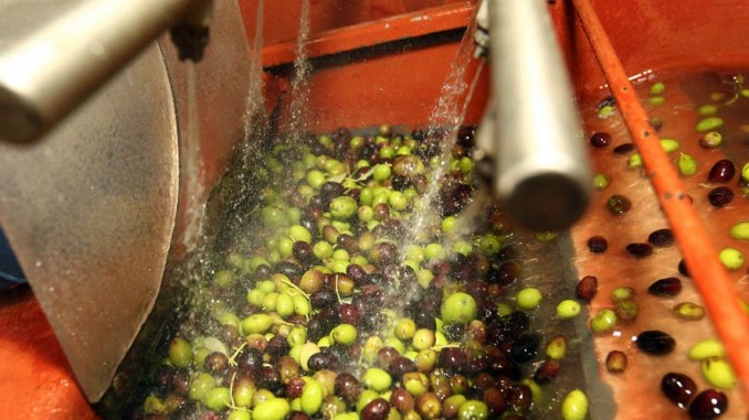 Raccolta e lavorazione delle olive in Umbria.ph©Serena Campanini