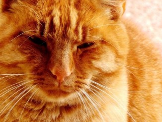 Festa Mondiale del Gatto prosegue mostra a Spello Numerosi sono gli artisti che hanno aderito all’iniziativa