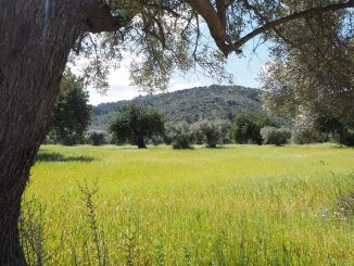 Raccolta olive, ora si potrà nei terreni di proprietà comunale