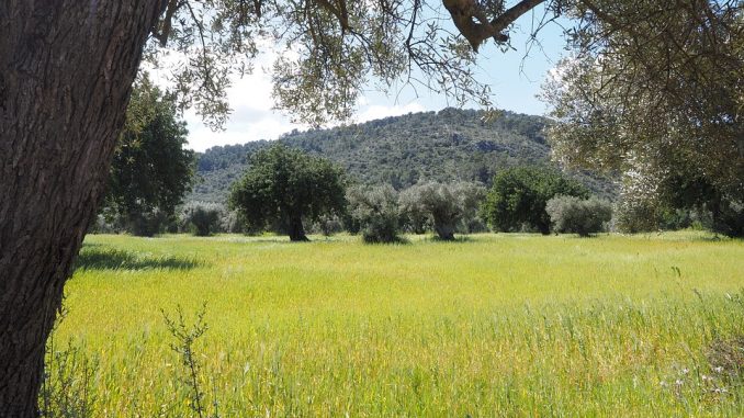 Raccolta olive, ora si potrà nei terreni di proprietà comunale