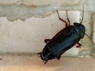Disinfestazione e estate, Comune Spello avvia piano trattamento
