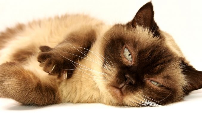 Torna a Spello la Mostra d’arte moderna e contemporanea Sensualità di gatto