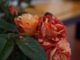 Spello Città dei Fiori, a Villa Fidelia sbocciano "I giorni delle rose"