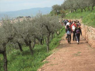 Manutenzione del verde, in corso i lavori Acquedotto romano a Spello