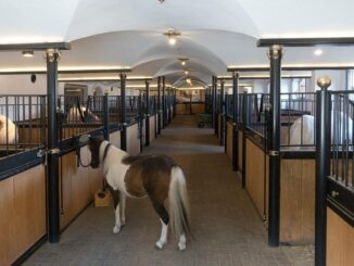 Vendono cavallino pony online e poi spariscono, denunciati