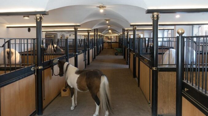Vendono cavallino pony online e poi spariscono, denunciati Vendono cavallino pony online e poi spariscono, denunciati