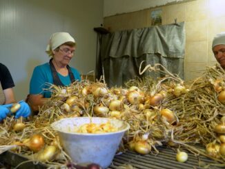 A Cannara è il momento della raccolta in vista della 41ª Festa della cipolla
