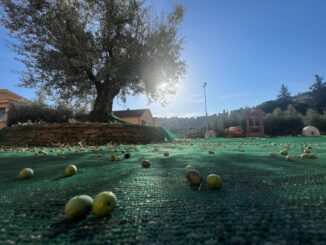 Tutela dell'olio di Spello e cooperazione agricola