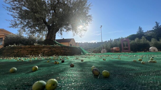 Tutela dell'olio di Spello e cooperazione agricola Tutela dell'olio di Spello e cooperazione agricola