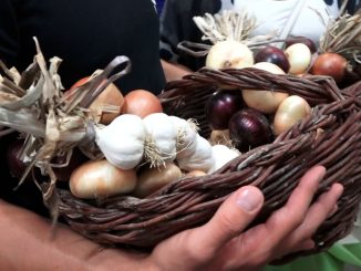 Alla Festa della Cipolla di Cannara, oltre 500 volontari